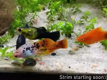 booker_baxton's avatar