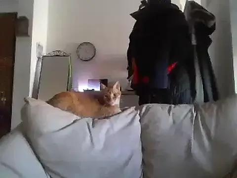 milkarock from StripChat is Freechat