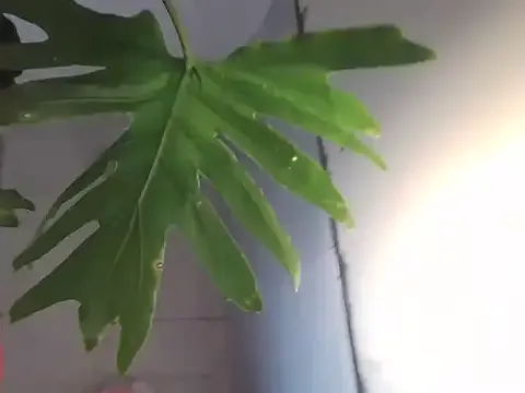 Snowflake_OG — need a new tattoo and maybe a hookup