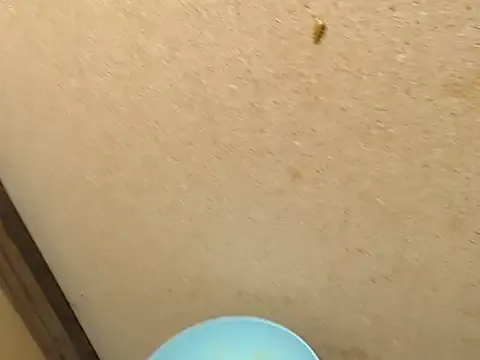 SWEETSEXYBARBIE — Freechat on StripChat